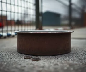 Ile kosztuje oddanie psa do schroniska 2024